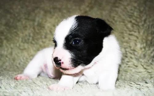 笨狗大花，虽然时时处处被鄙视，危急时刻，它依然挺身而出