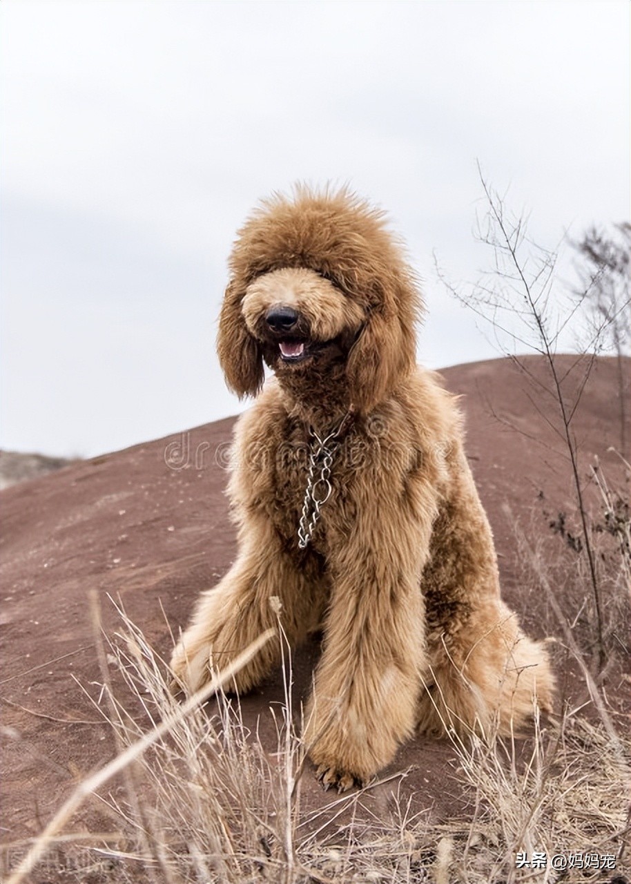 泰迪犬一般多少钱,泰迪犬一个月需要多少钱