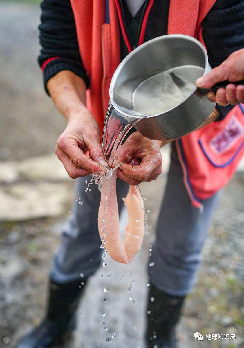 为啥有人喜欢吃没洗干净的猪大肠,猪大肠为什么不洗干净