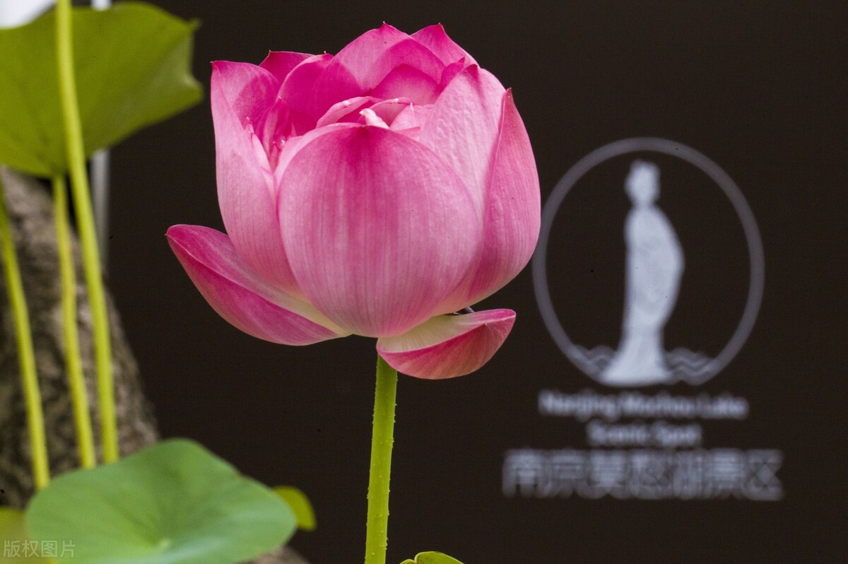 生命的本质特征,生命的本质是能量