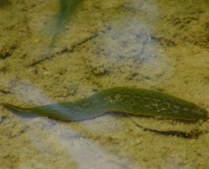 将水蛭放入冰箱还能活,水蛭吸血能钻到人体内并存活吗