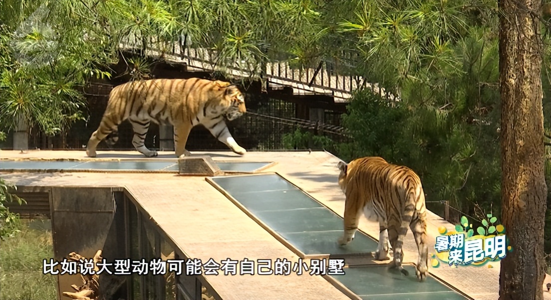 昆明动物世界野生动物园,昆明大自然野生动物园