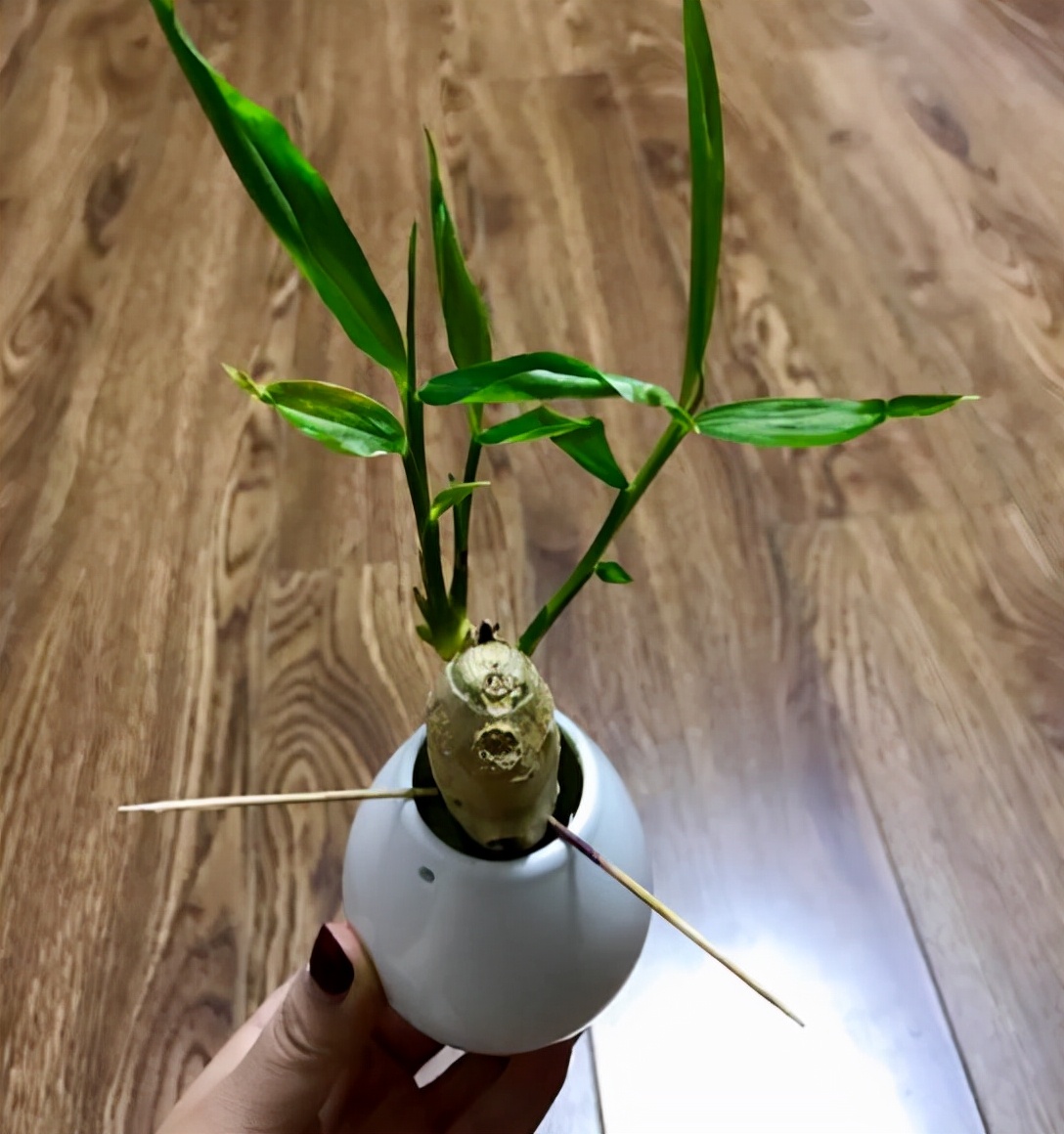 家庭盆栽生姜的种植方法,盆栽生姜种植时间和步骤