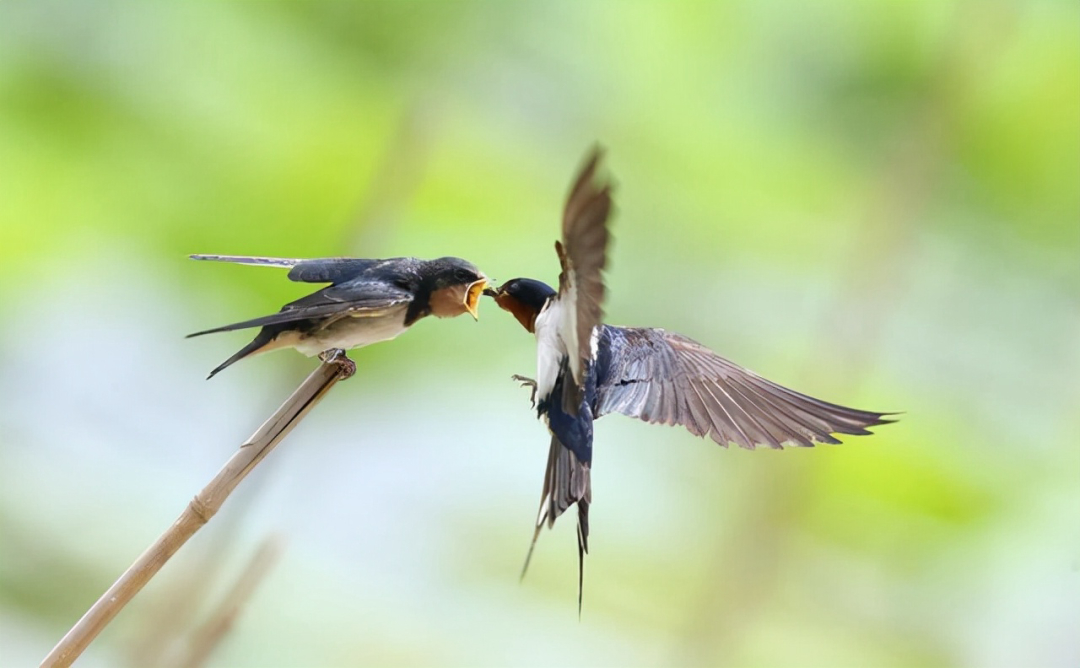 无脚鸟飞走,无脚雨燕如何繁殖