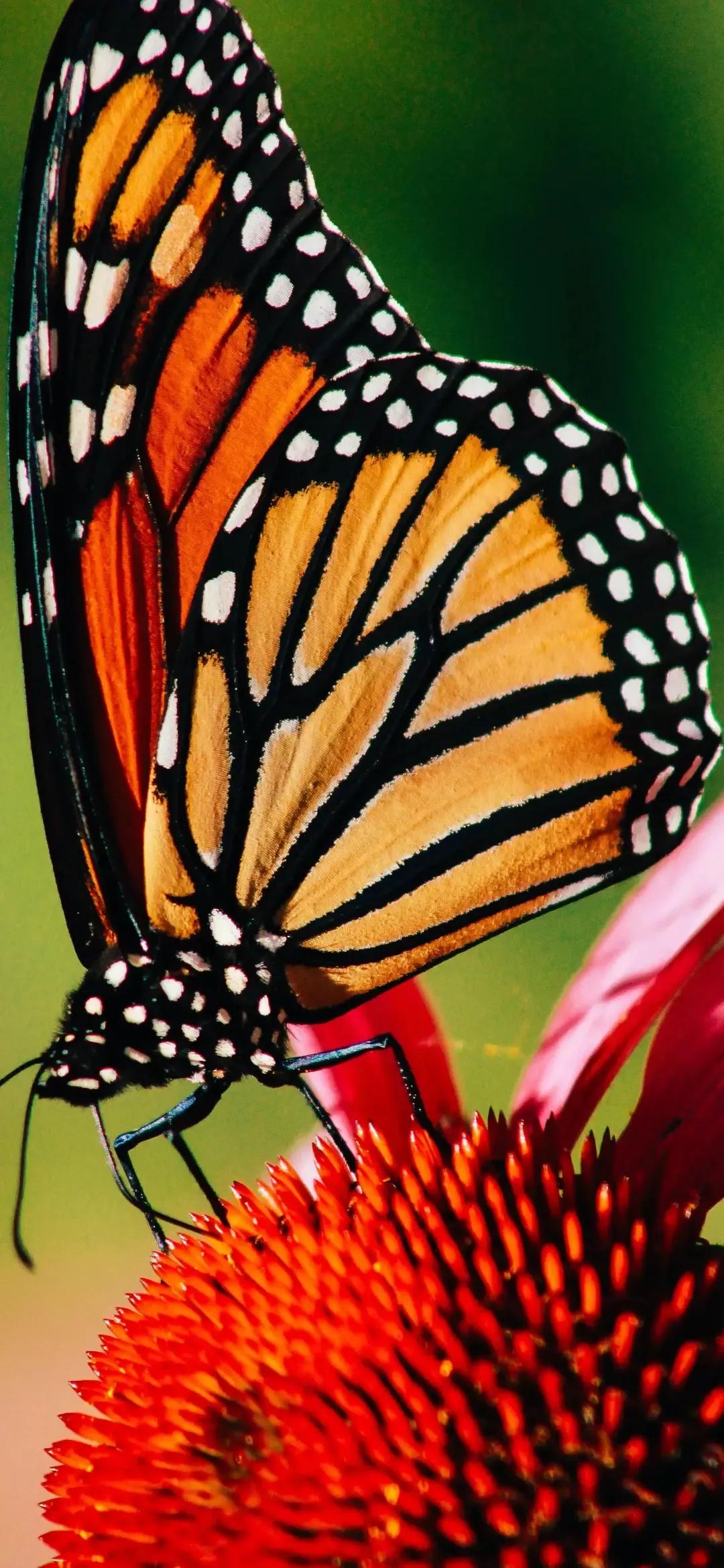 歼20高清壁纸4k全屏无水印,精选壁纸高清无水印高级感