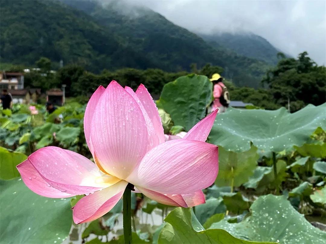 广州从化赏荷花胜地,从化草埔荷花