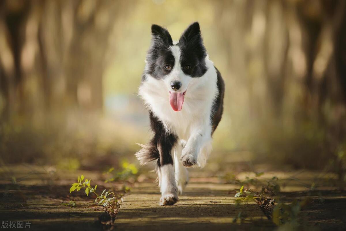 小狗进足球场扑球,狗子闯进足球场带球过人成功射门