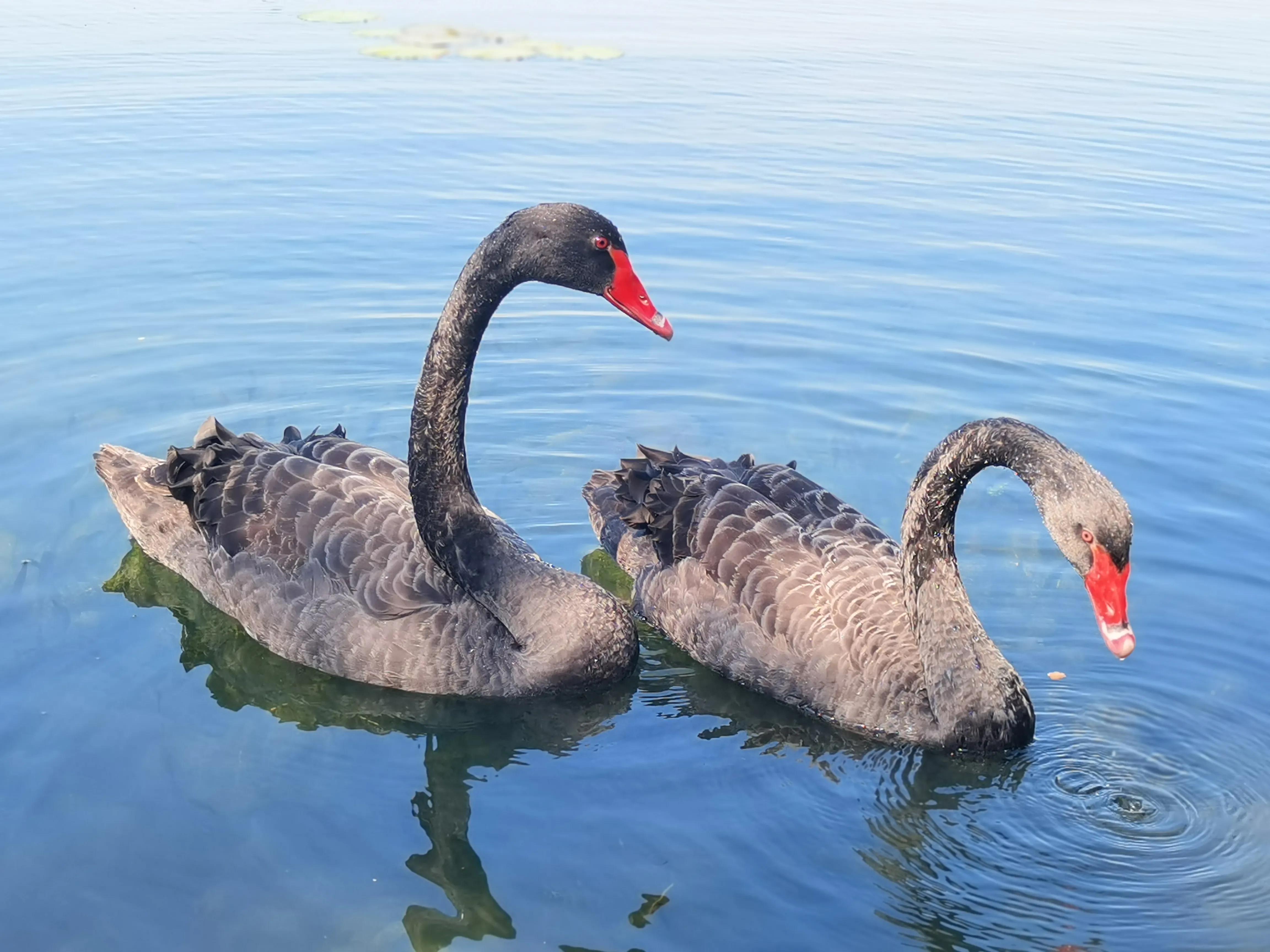 四川成都一对黑天鹅私奔,情人节黑天鹅