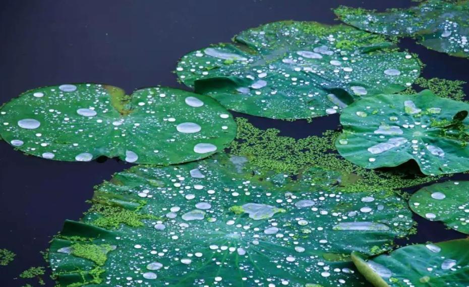 荷叶为什么不沾水教案,荷叶为什么不沾水简单答案