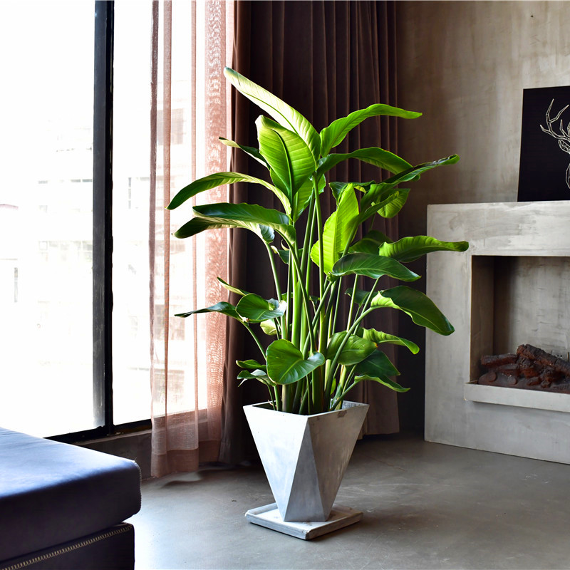 家居必备的几款高颜值中大型绿植,40款超治愈的家居绿植