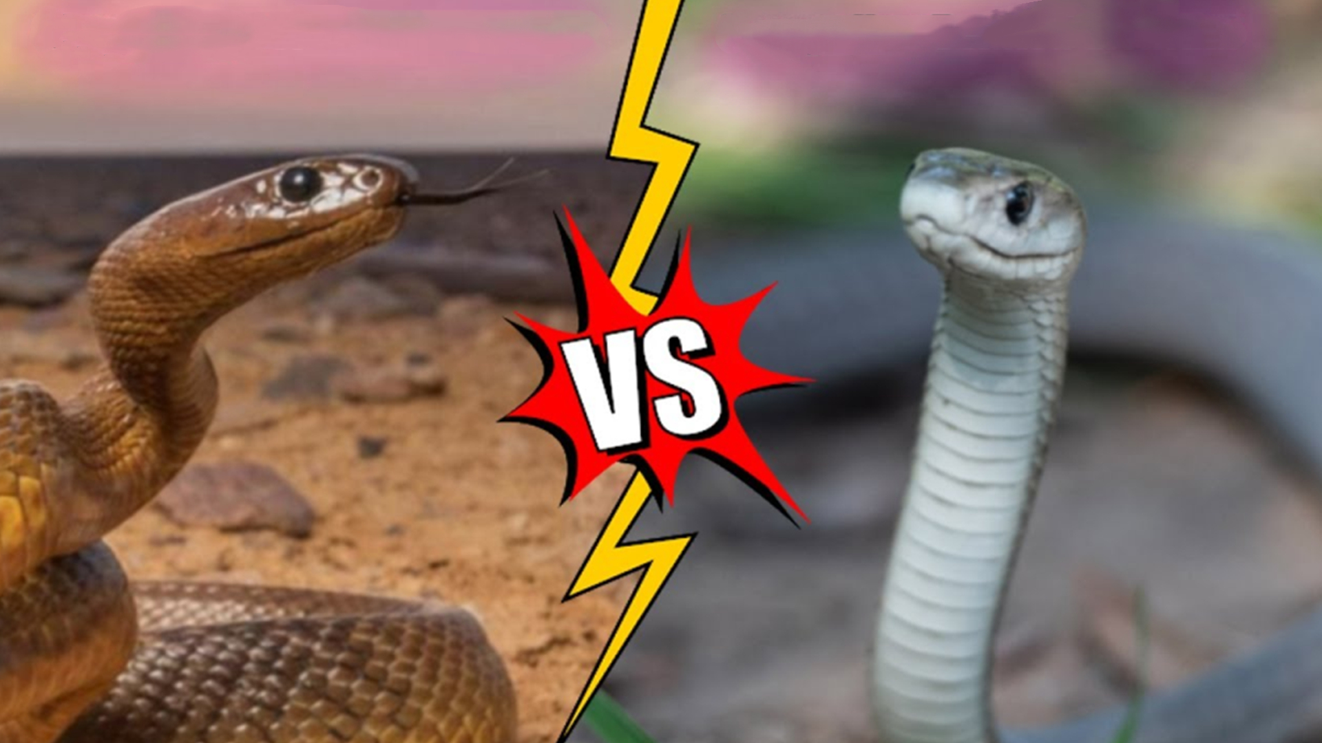 黑曼巴vs太攀蛇真实视频,内陆太攀蛇和黑曼巴蛇打架谁能赢