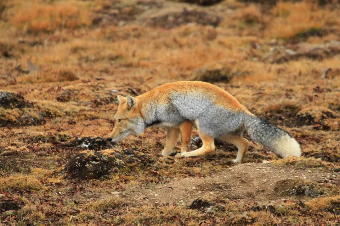 甘肃张掖有多少极致风光,甘肃张掖城市风光
