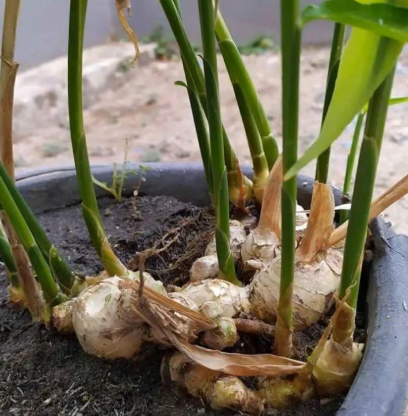 生姜的盆栽养殖方法,家庭盆栽生姜的技术