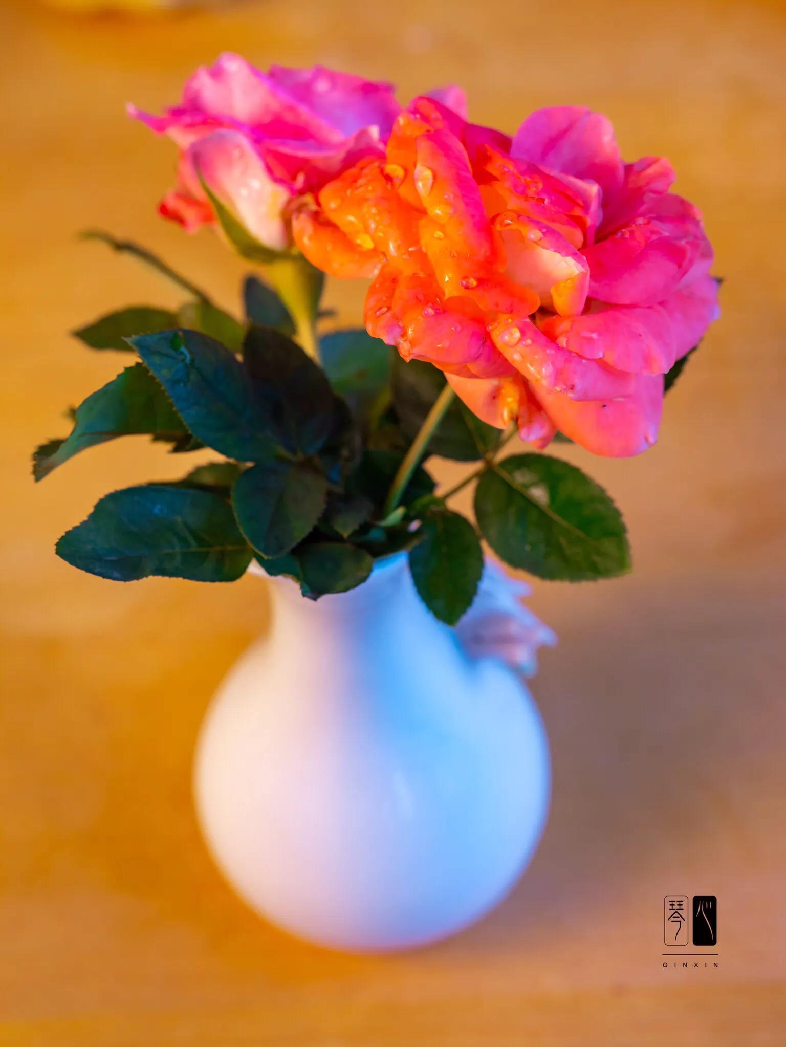 镜头中的美味,镜头中的美食