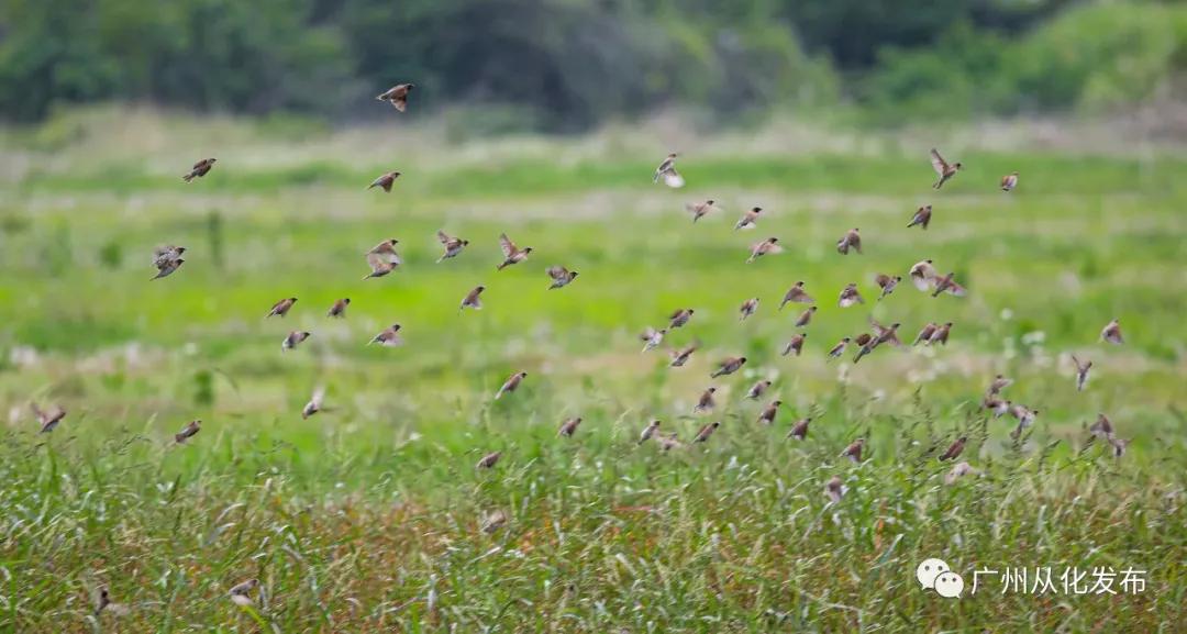 从化区宜居环境,广州市从化区绿色家园