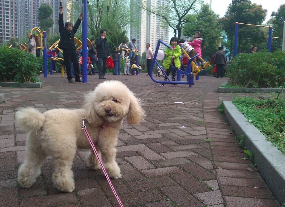 中华十大名犬品种大全,中国四大名犬的品种