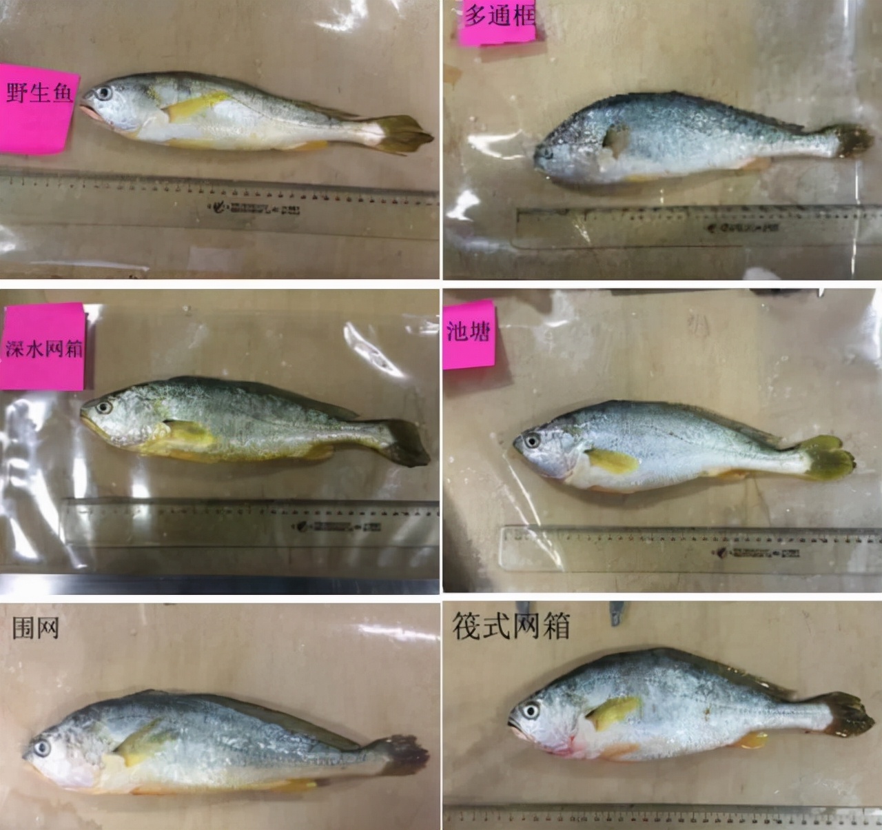 渔民捕到7斤大黄鱼卖出4万多元,渔民一网捕近5000斤野生大黄鱼