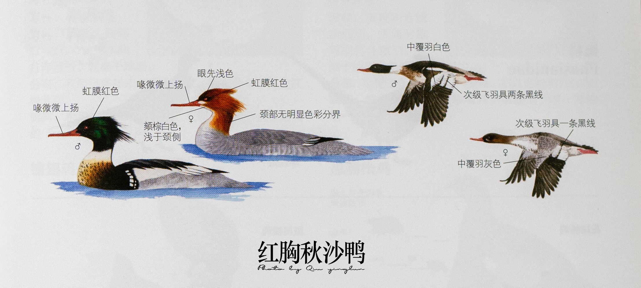 涓滄睙鎻借儨,涓滄睙鎻借儨楦熺被