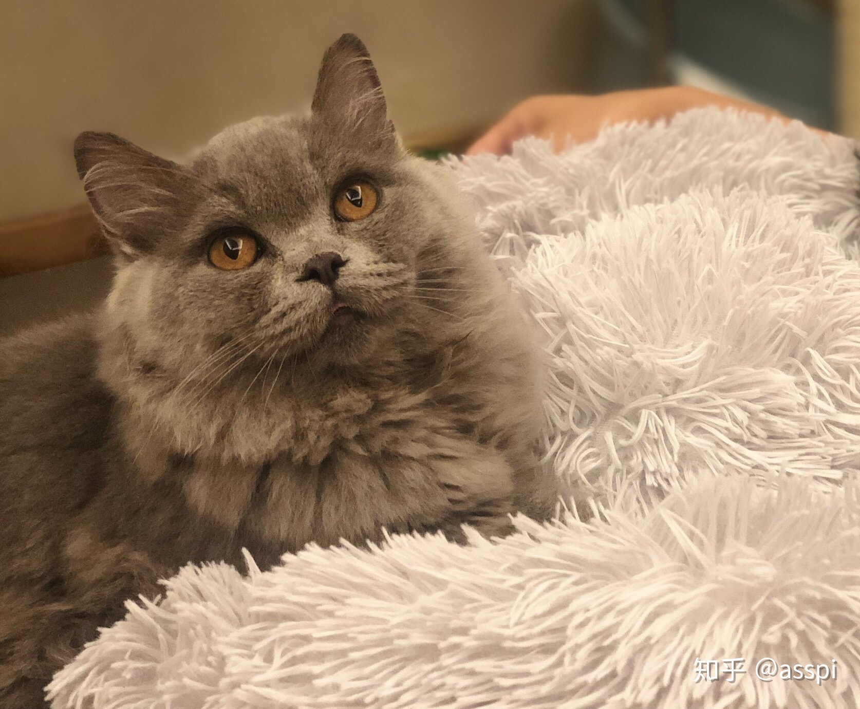 被主人弃养在医院的蓝猫,英短蓝猫为什么会流产