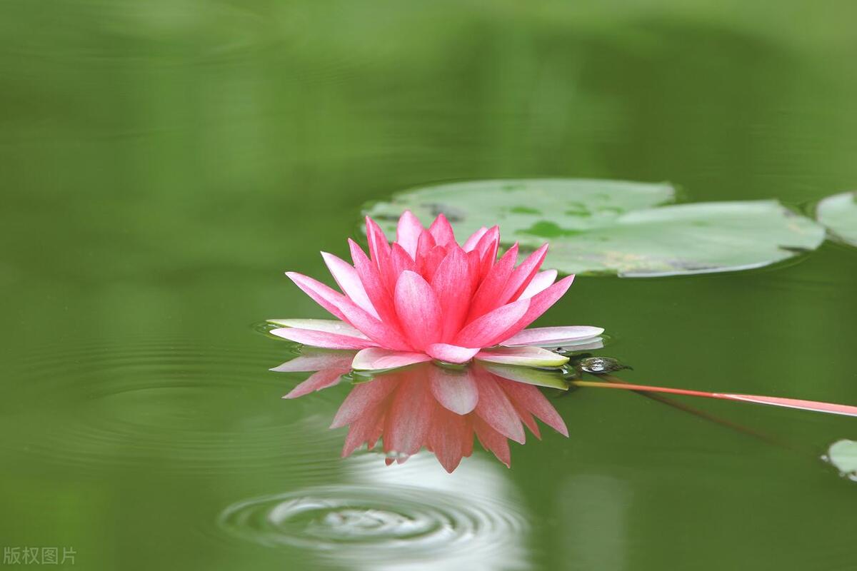 菡字取名怎么取好听,带菡字的名字大全