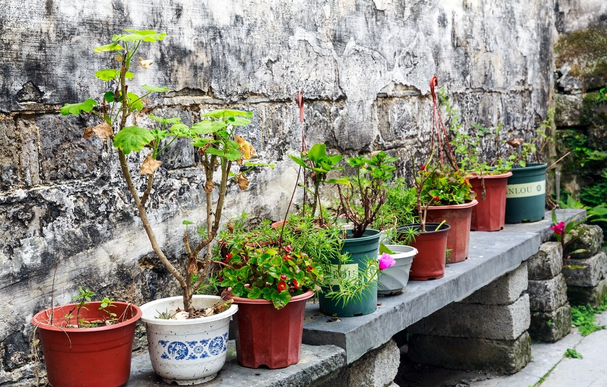 养花有小蚊虫用什么办法可以消灭,家里养花驱蚊虫小妙招