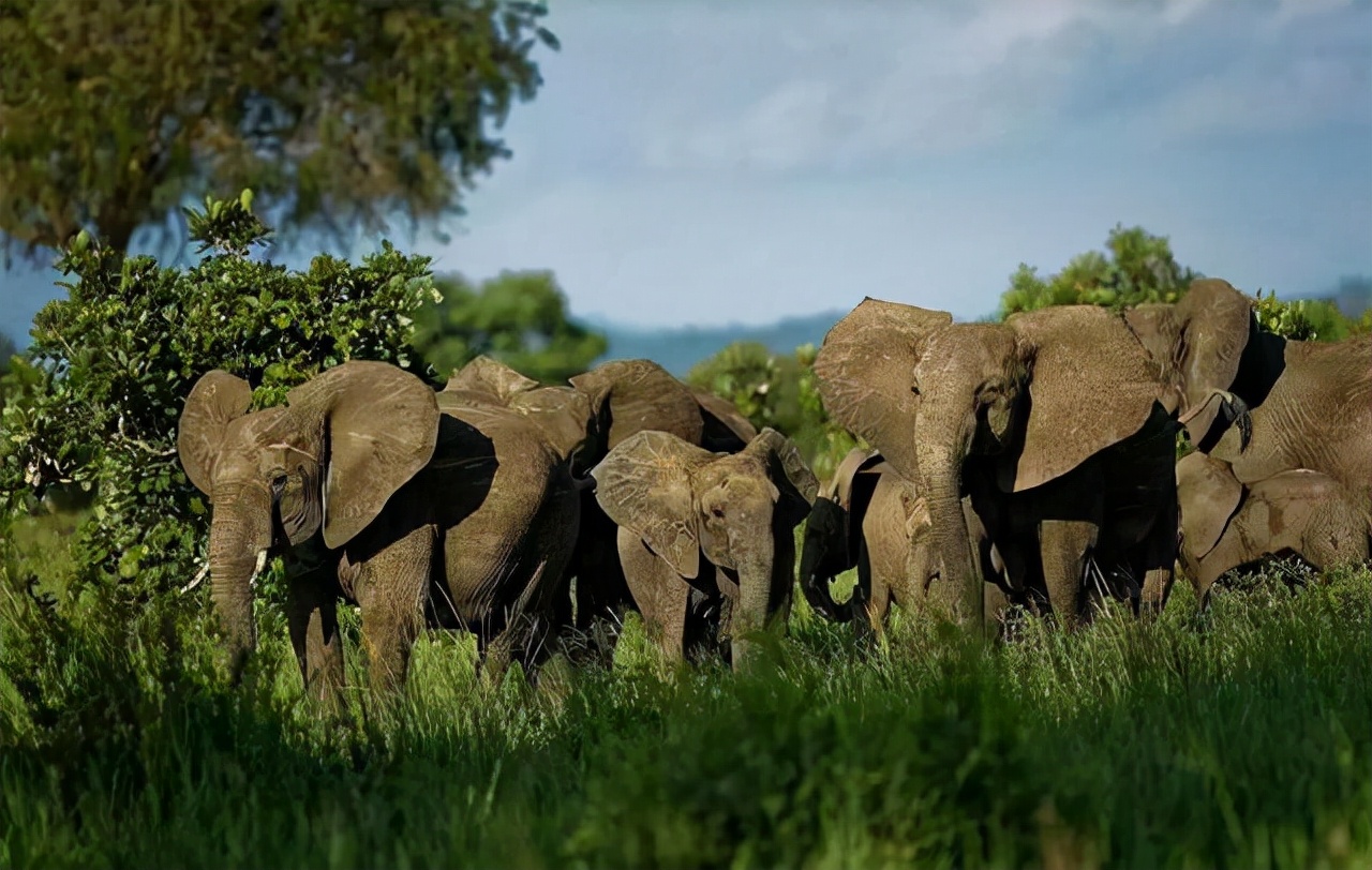 巨型猛犸为何灭绝,猛犸多少年前灭绝的