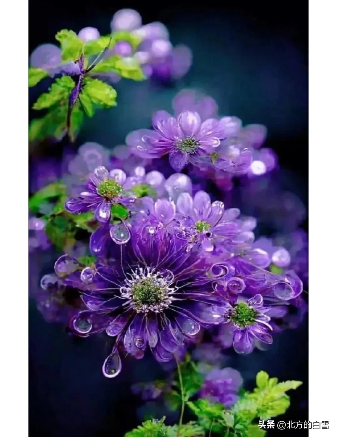 水晶花：如梦如幻