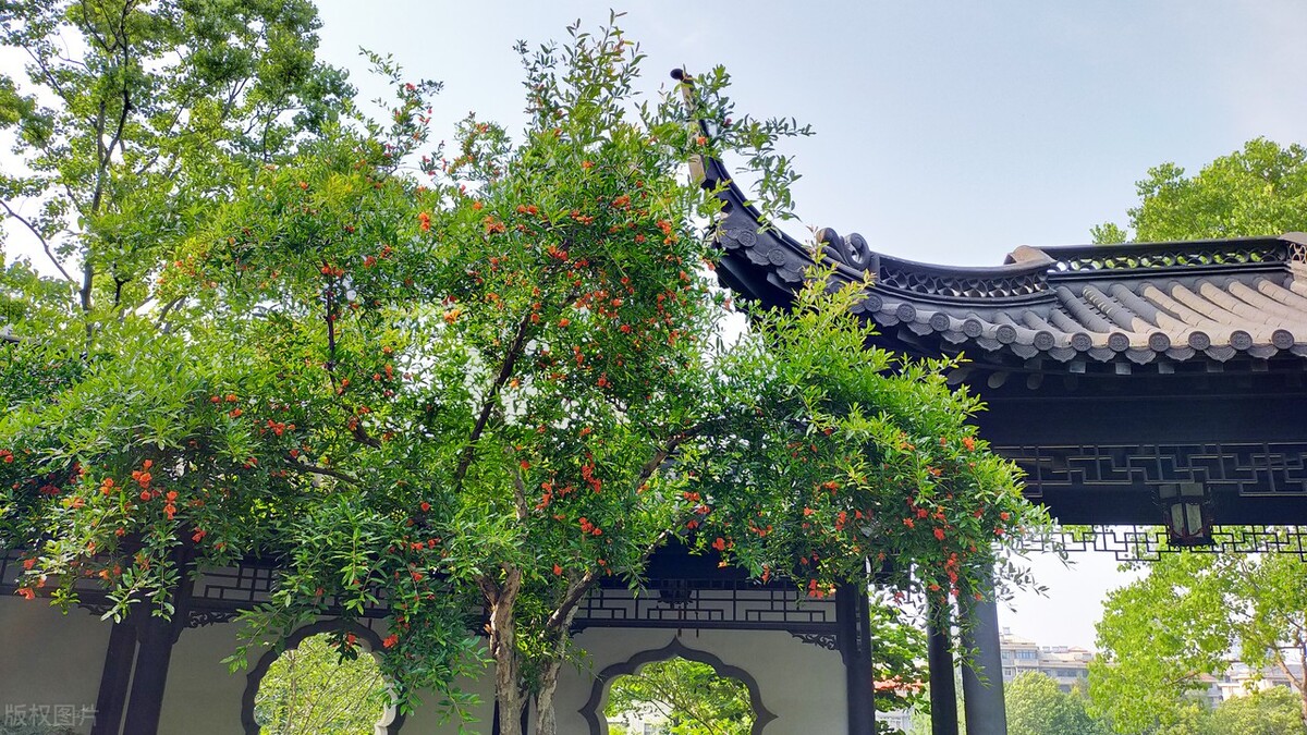 门前有三树家兴人都旺,门前有三树家兴三世富