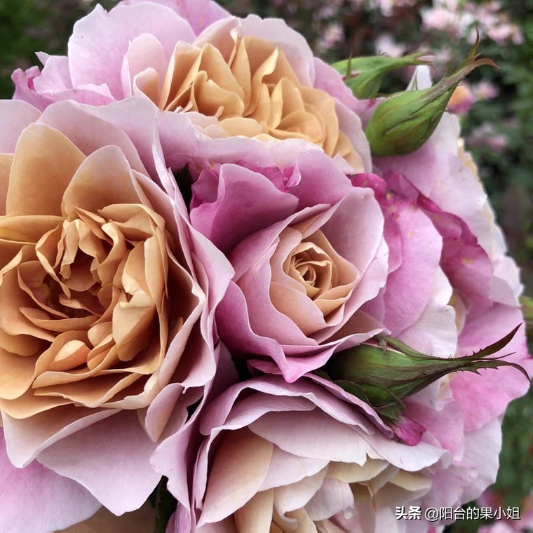 推荐几种值得入手的月季,盘点又好看又容易种的花