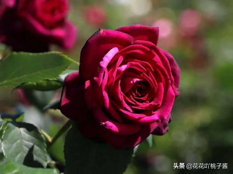 耐阴的月季花品种推荐,抗晒花不散的四季开花月季