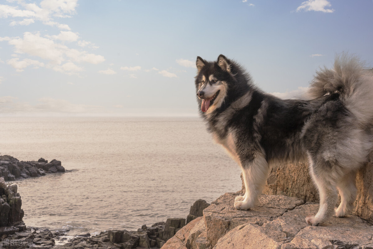 二哈和阿拉斯加对比图片,二哈和阿拉斯加图片区别