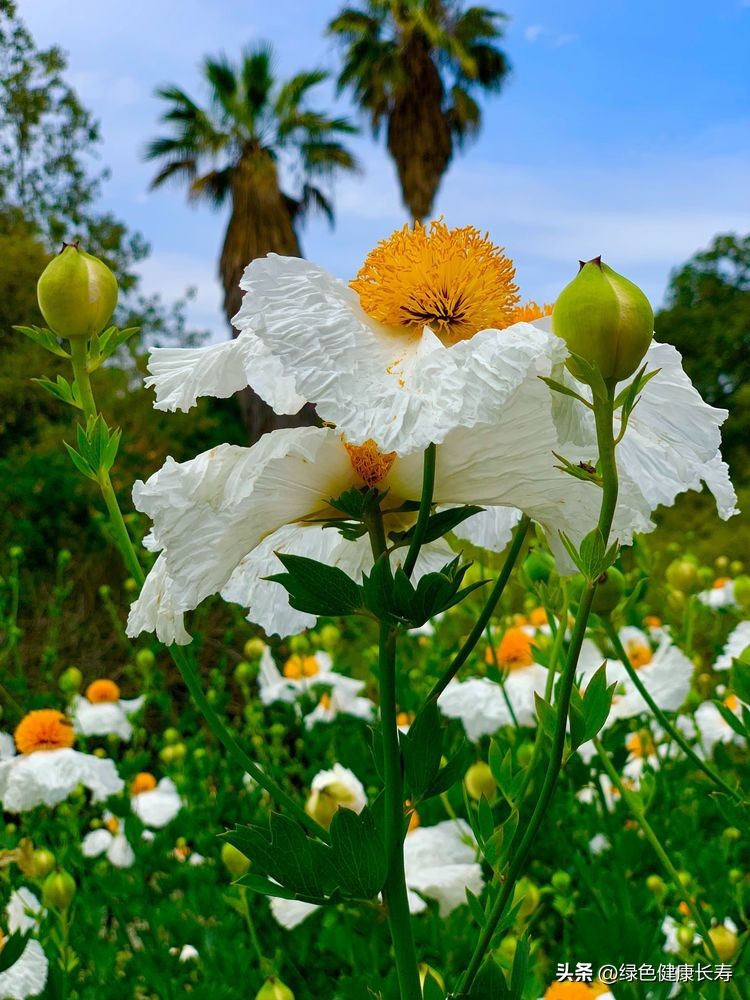 世界花园风景,世界花园