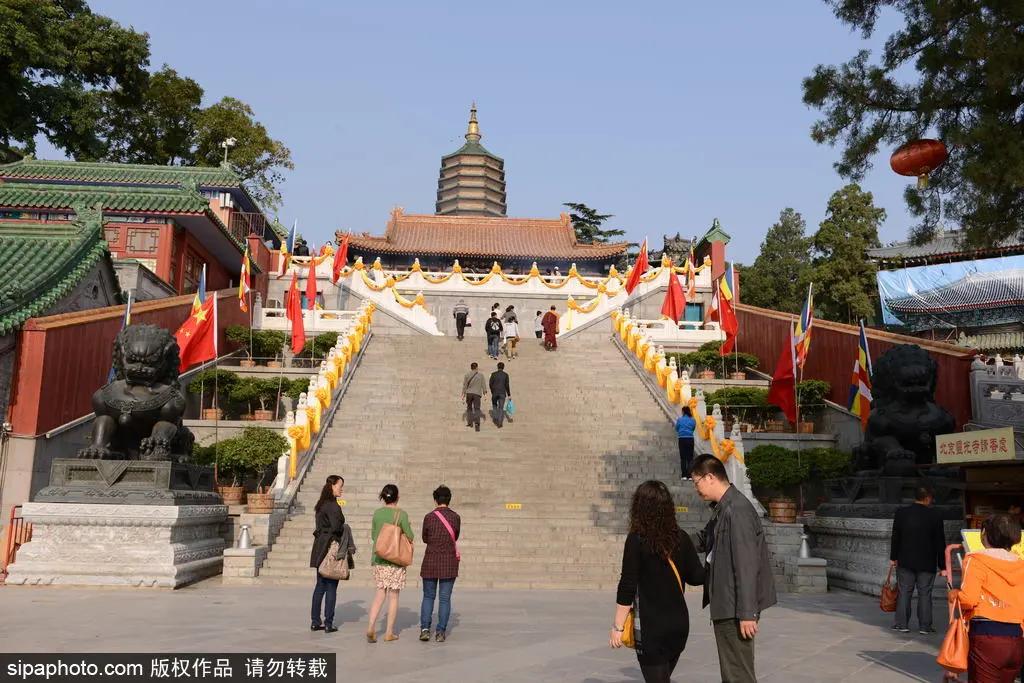 故宫御猫最火的猫,北京故宫的猫为什么叫御猫