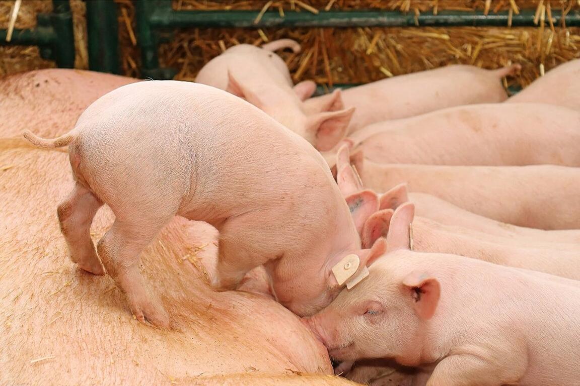 怀孕母猪不吃食一招解决方法,母猪怀仔多会不会导致母猪不吃食