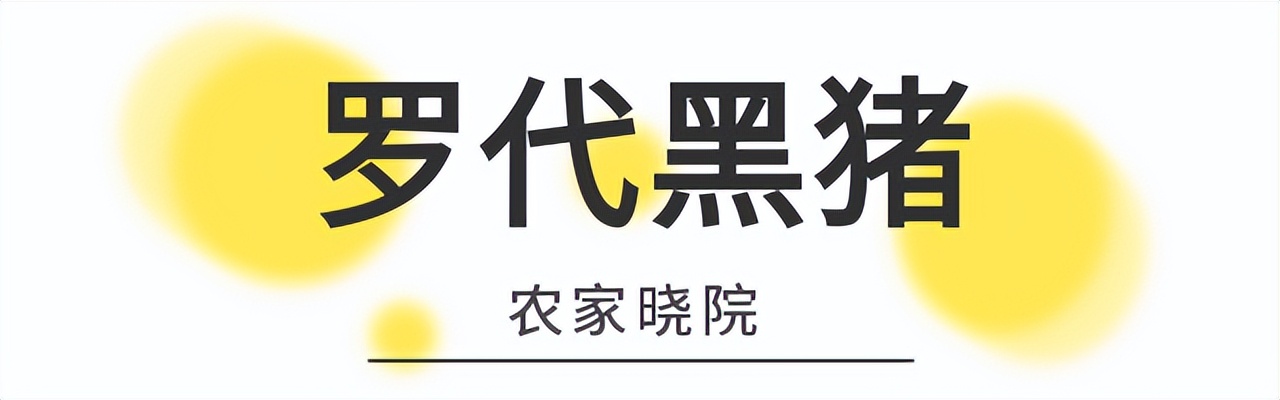 老口子最爱的小吃,长沙星沙特色美食推荐