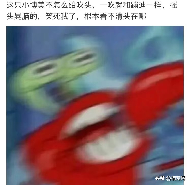 宠物店打工需要什么学历,没有经验可以去宠物店打工吗