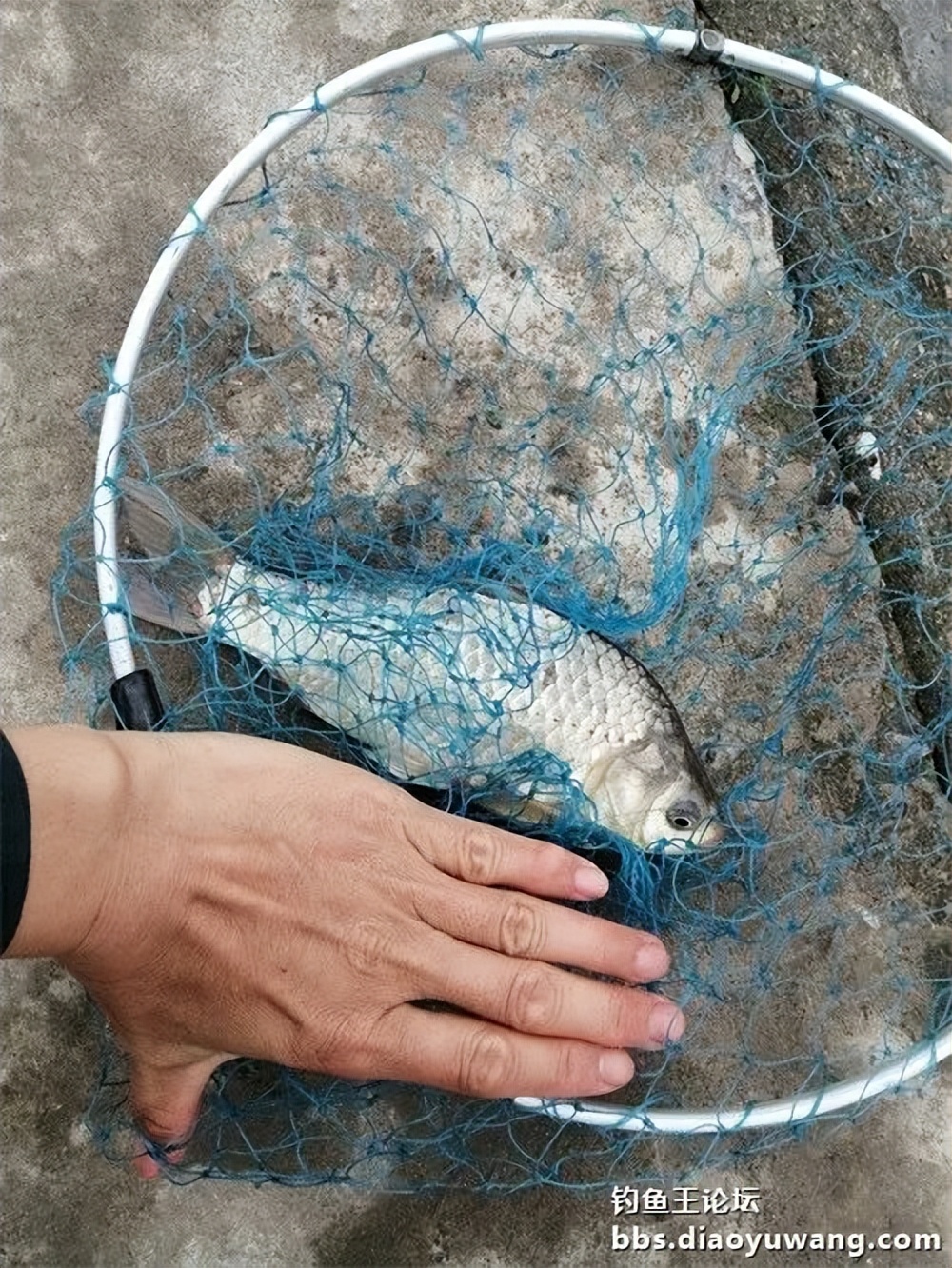 钓鱼王大鲫饵料是什么香味,钓鱼王大鲫和本味有什么区别