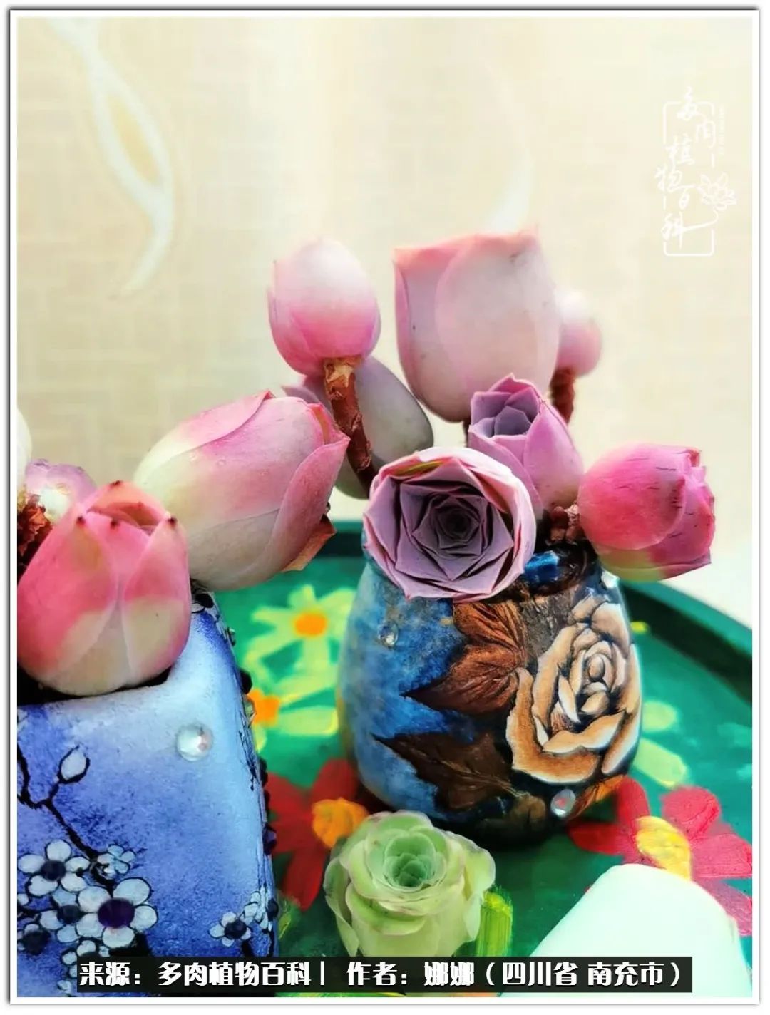 带刺的玫瑰阳台多肉,开花的玫瑰多肉