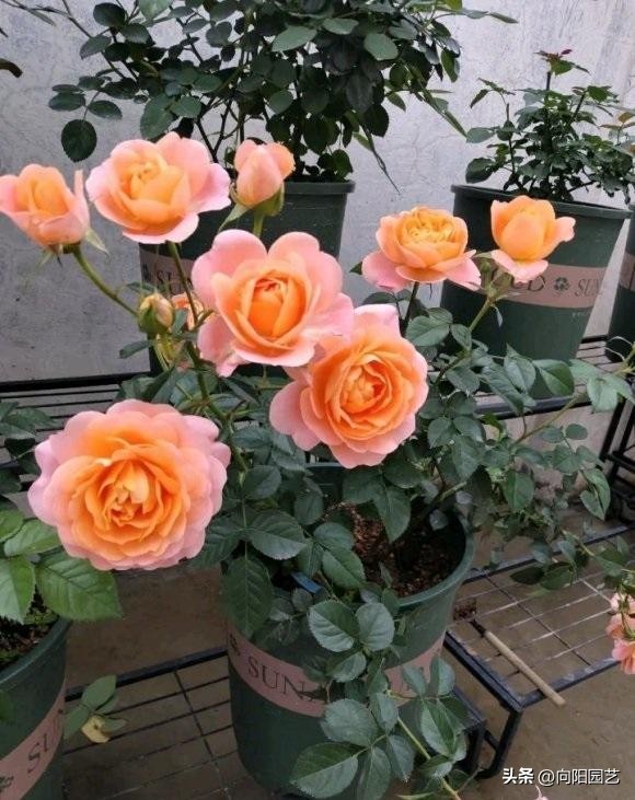 卖月季靠谱的网店,买月季花在抖音哪家买比较好