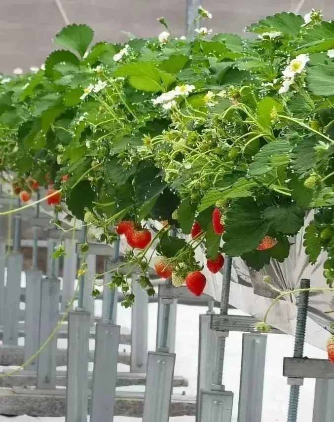 两人从化两天一夜游玩攻略,去从化玩的攻略