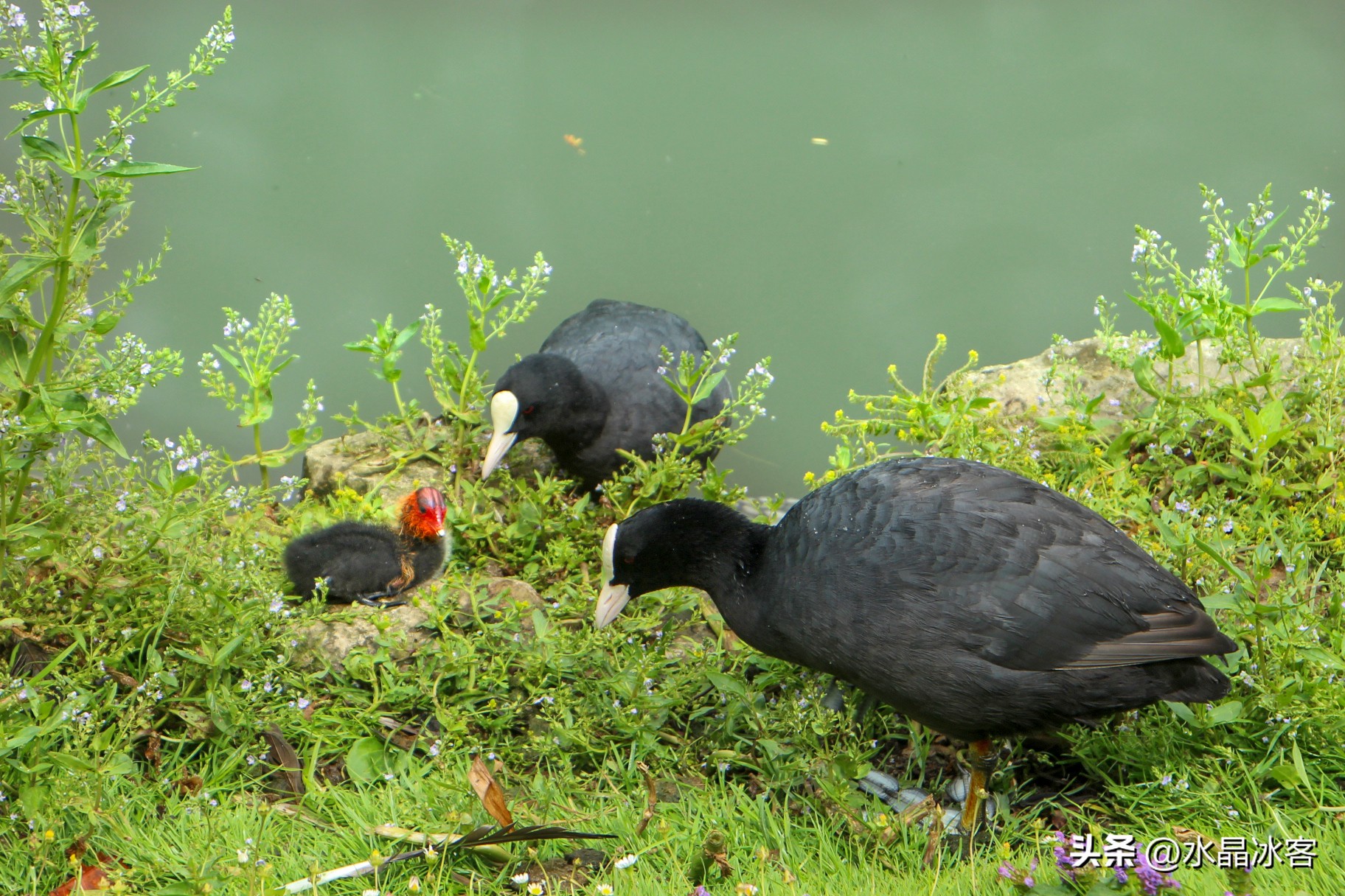 英国之行伦敦,英国剑桥游