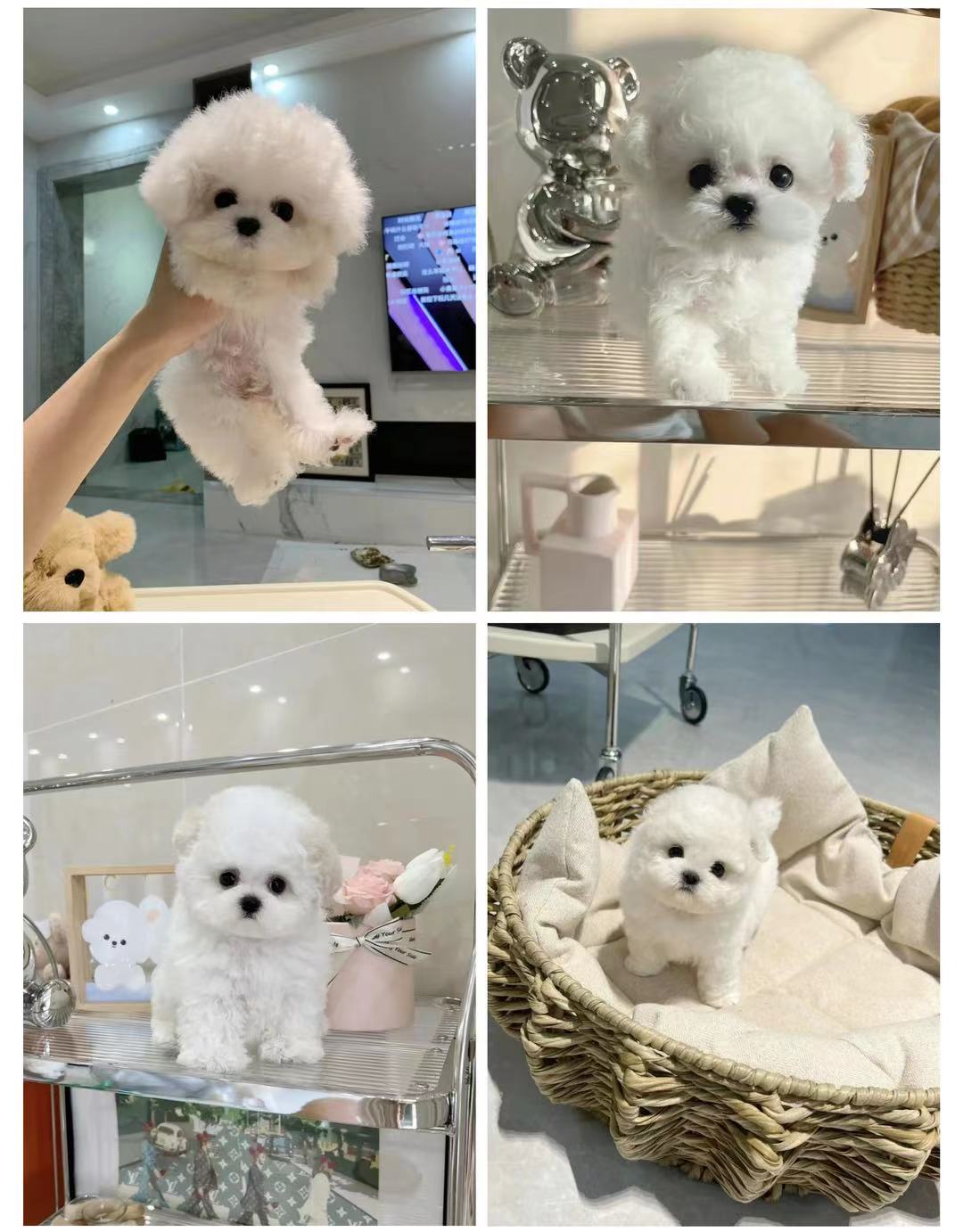 精品比熊幼犬纯种小体比熊犬,小体比熊犬和精品比熊犬舍