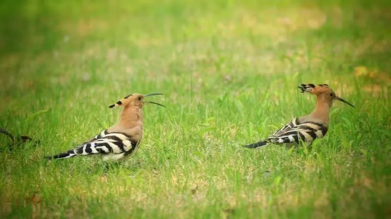 师大寻鸟记，这些小可爱，你都见过吗？