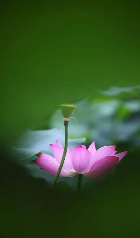 漂亮美丽的荷花壁纸,雨中荷花壁纸荣盛城