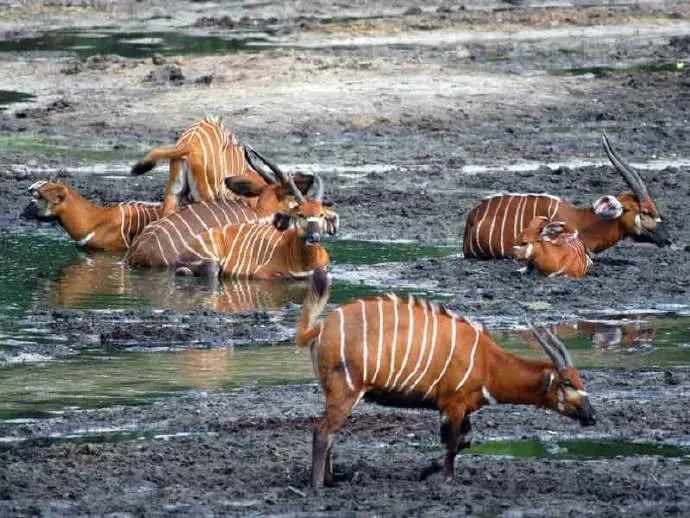 世界旅游地图揽胜—非洲刚果布