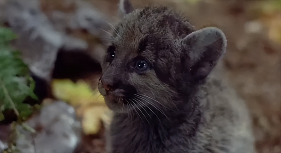 电影丛林赤子心影评,电影中的丛林赤子心