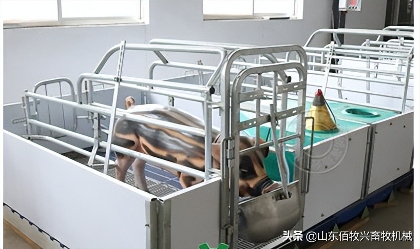 水泡粪母猪产床的尺寸是怎样的,单体产床尺寸制作方法