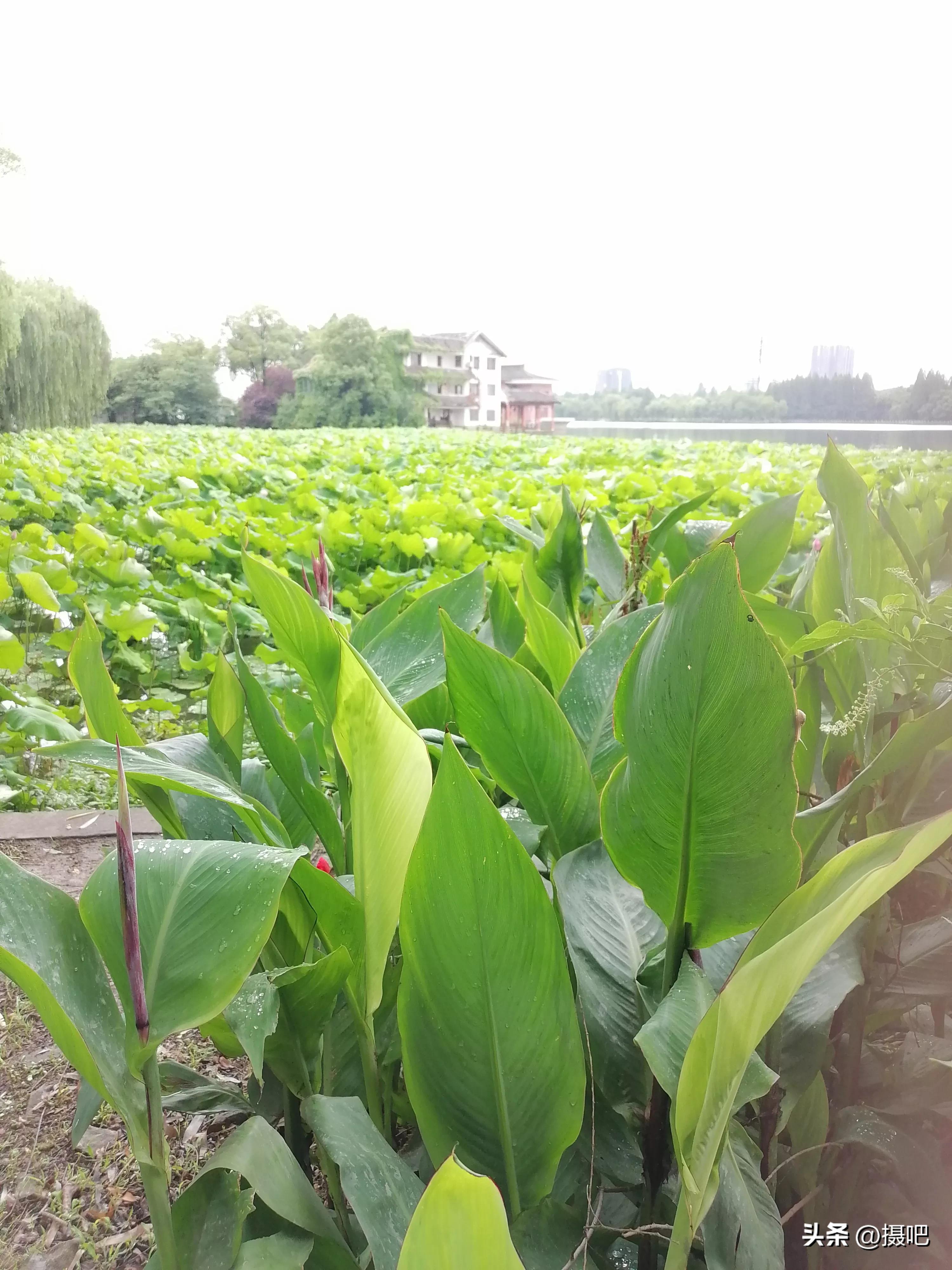 特大新鲜粽叶,大粽叶长在什么地方