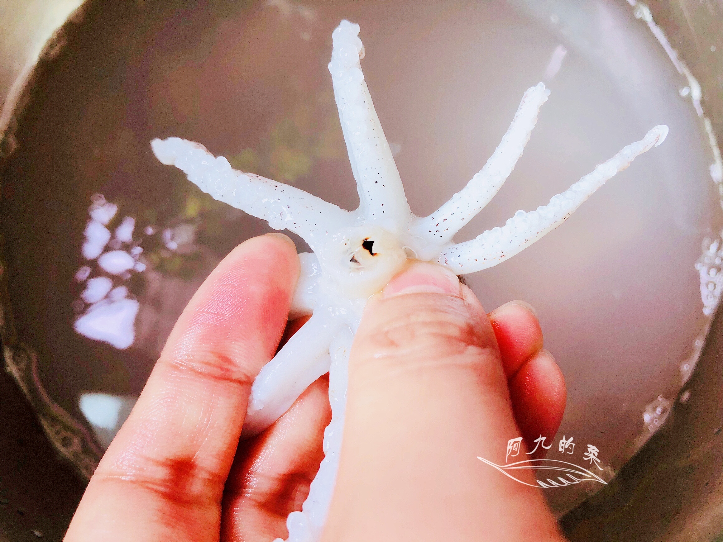 酱焖笔管鱿鱼做法,笔管鱿鱼做法潮汕