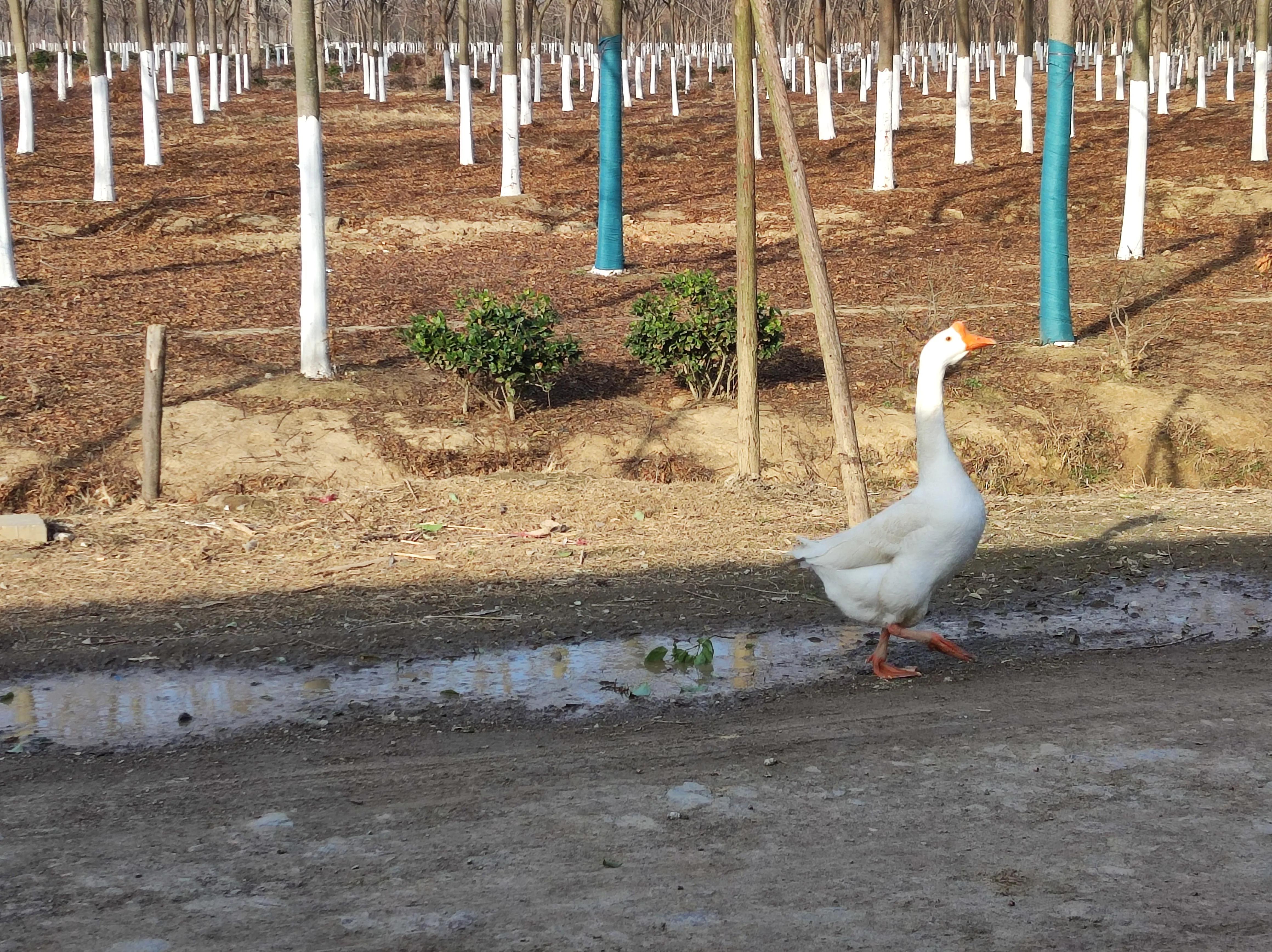 鹅咬伤小狗,狗被鹅咬死